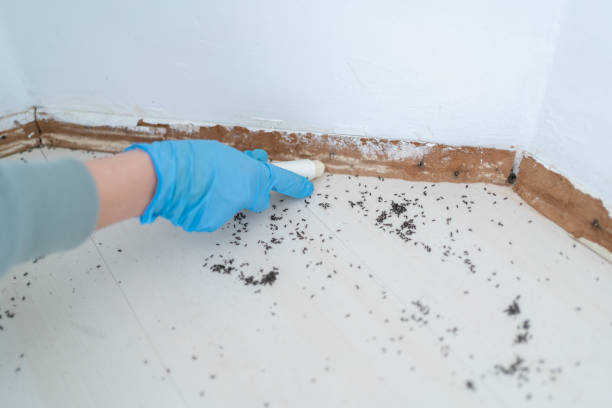 Best Termite Control Services  in Byram, MS